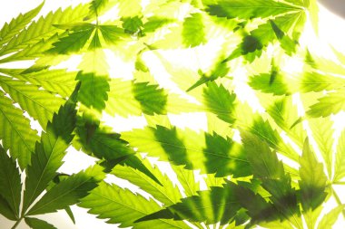 Esrar esrar yaprak yeşil yaprakları