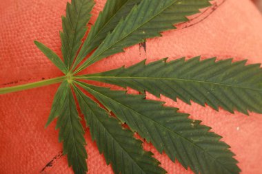 Esrar esrar yaprak yeşil yaprakları