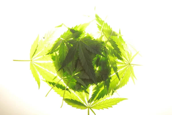 Κάνναβης Φύλλα Πράσινα Φύλλα Μαριχουάνα — Φωτογραφία Αρχείου