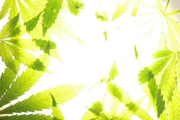 大麻葉緑の葉マリファナ — ストック写真