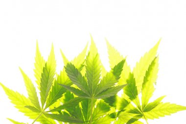 Esrar esrar yaprak yeşil yaprakları