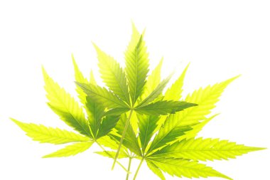 Esrar esrar yaprak yeşil yaprakları