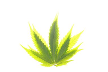 Esrar esrar yaprak yeşil yaprakları