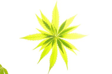 Esrar esrar yaprak yeşil yaprakları