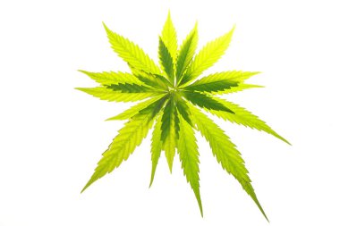 Esrar esrar yaprak yeşil yaprakları