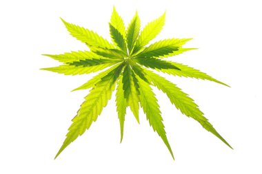 Esrar esrar yaprak yeşil yaprakları