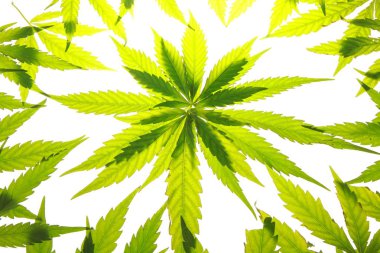 Esrar esrar yaprak yeşil yaprakları