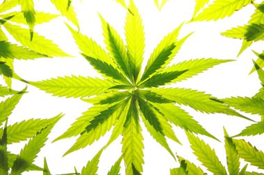 Esrar esrar yaprak yeşil yaprakları