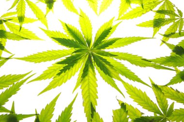 Esrar esrar yaprak yeşil yaprakları