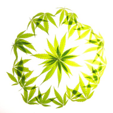 Esrar esrar yaprak yeşil yaprakları