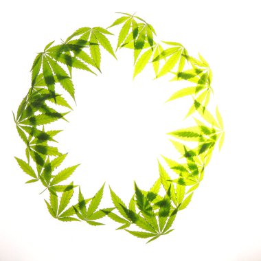 Esrar esrar yaprak yeşil yaprakları