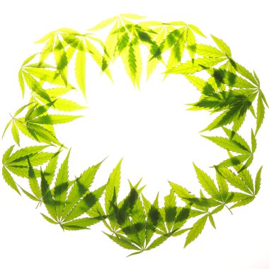 Esrar esrar yaprak yeşil yaprakları