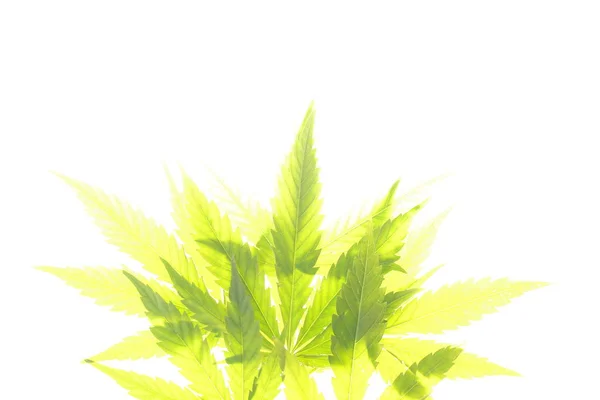 Foglie di cannabis foglie verdi marijuana — Foto Stock