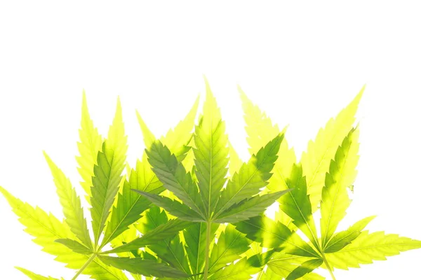 Cannabis Blatt grüne Blätter Marihuana — Stockfoto