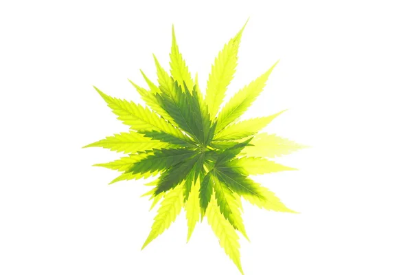 Feuille de cannabis feuilles vertes marijuana — Photo