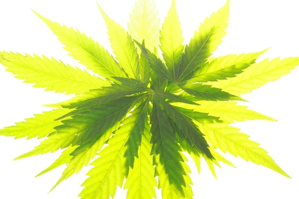 Cannabis leaf green leaves marijuana — Stock Photo, Image