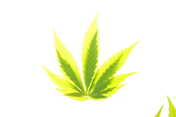 Cannabis blad gröna löv marijuana — Stockfoto