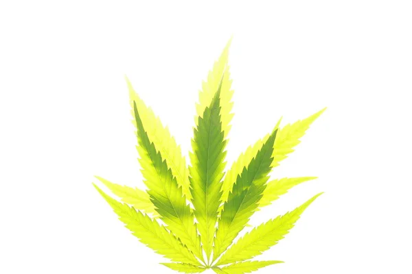 Cannabis leaf green leaves marijuana — Stock Photo, Image