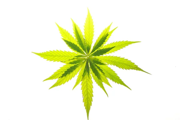 Cannabis blad gröna löv marijuana — Stockfoto