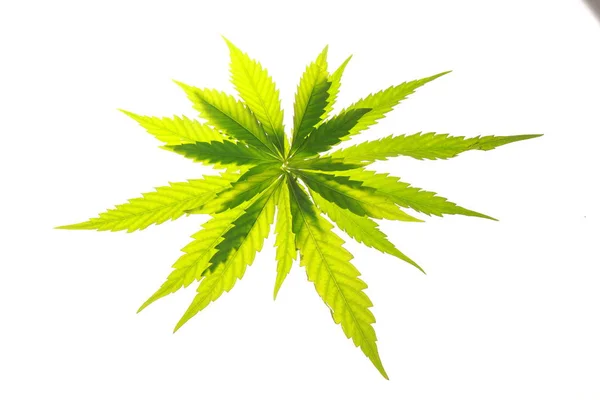 Foglie di cannabis foglie verdi marijuana — Foto Stock