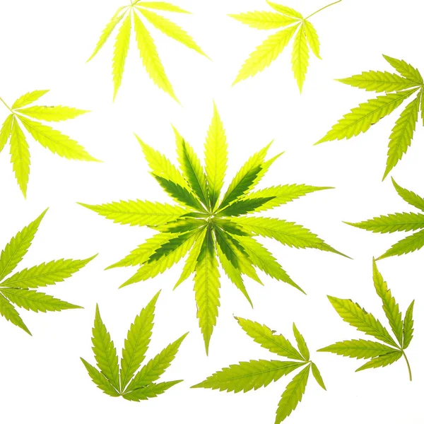 Feuille de cannabis feuilles vertes marijuana — Photo