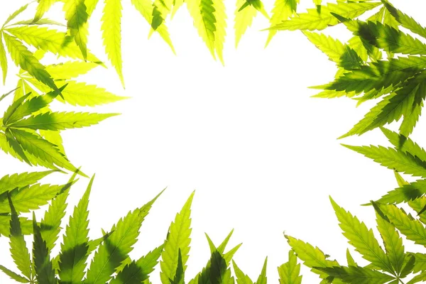 대마초 잎 녹색 잎 마리화나 — 스톡 사진