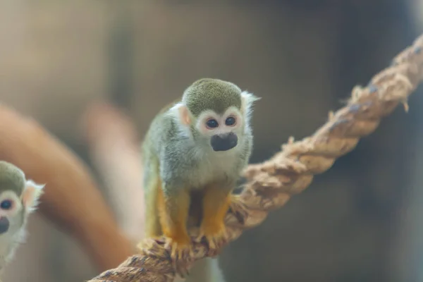 Μαϊμού στο ζωολογικό κήπο — Φωτογραφία Αρχείου