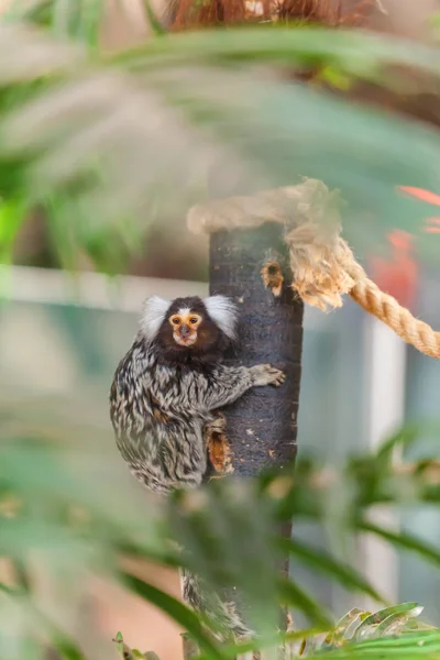 Divertida familia de primate mono de Callithrix jacchus — Foto de Stock