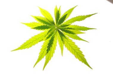 Esrar esrar yaprak yeşil yaprakları