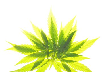 Esrar esrar yaprak yeşil yaprakları