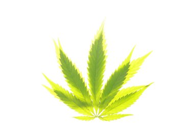 Esrar esrar yaprak yeşil yaprakları