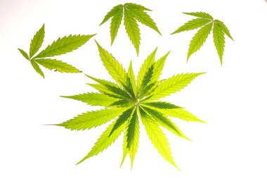 Esrar esrar yaprak yeşil yaprakları