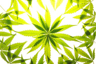 Esrar esrar yaprak yeşil yaprakları