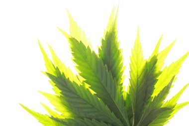 Esrar esrar yaprak yeşil yaprakları