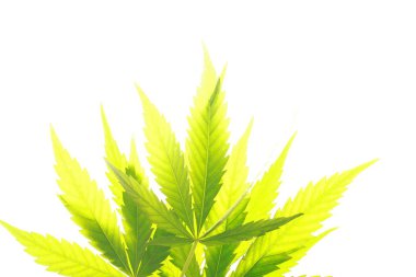 Esrar esrar yaprak yeşil yaprakları