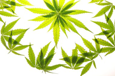 Esrar esrar yaprak yeşil yaprakları