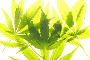 Esrar esrar yaprak yeşil yaprakları