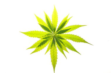 Esrar esrar yaprak yeşil yaprakları