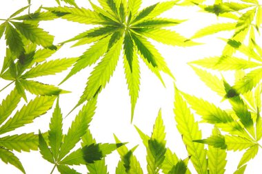 Esrar esrar yaprak yeşil yaprakları