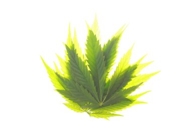 Esrar esrar yaprak yeşil yaprakları