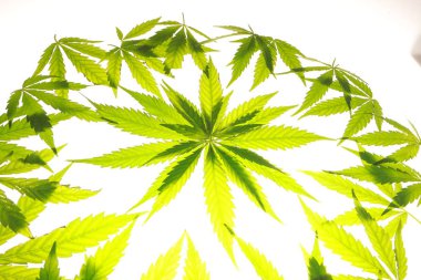 Esrar esrar yaprak yeşil yaprakları