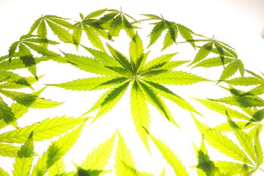 Esrar esrar yaprak yeşil yaprakları