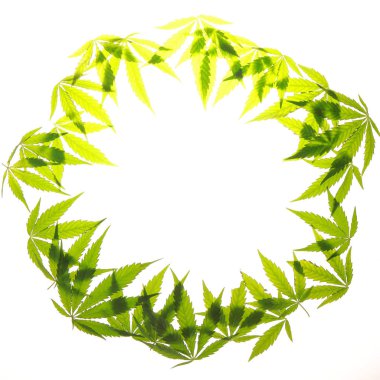 Esrar esrar yaprak yeşil yaprakları