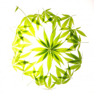 Esrar esrar yaprak yeşil yaprakları