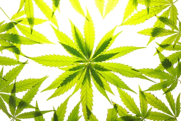 Esrar esrar yaprak yeşil yaprakları