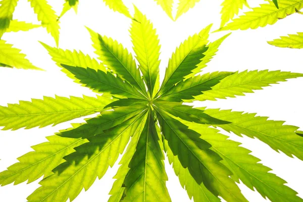 Листья конопли зеленые листья марихуаны — стоковое фото