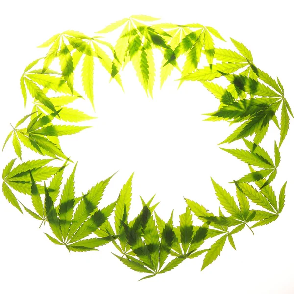 Esrar esrar yaprak yeşil yaprakları