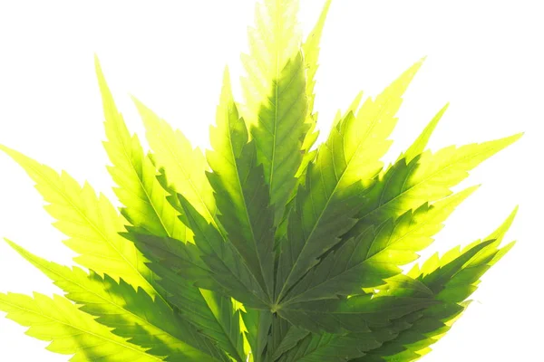 Foglie di cannabis foglie verdi marijuana — Foto Stock