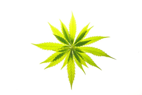 Cannabis Blatt grüne Blätter Marihuana — Stockfoto