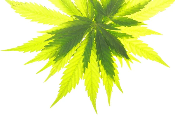 Листя конопель зелене листя марихуани — стокове фото